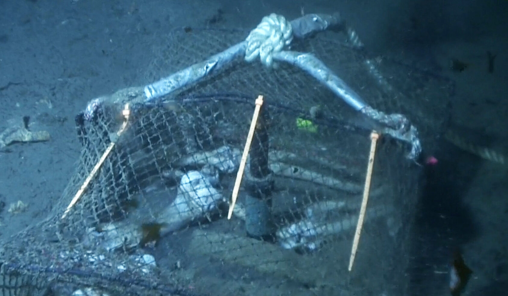 NORCE, The researchers lowered bones down to a depth of 60-100 metres in Byfjorden. (Still image from a ROV inspection), A Stillbilde bein, ,